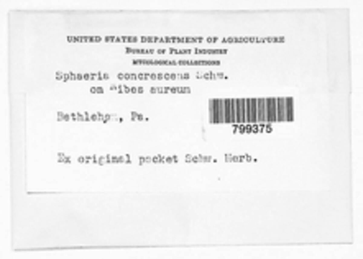 Sphaeria concrescens image